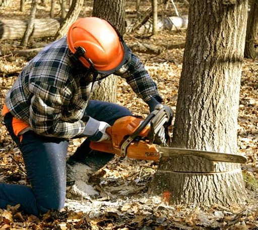 Tree Removal in Fish Camp, CA